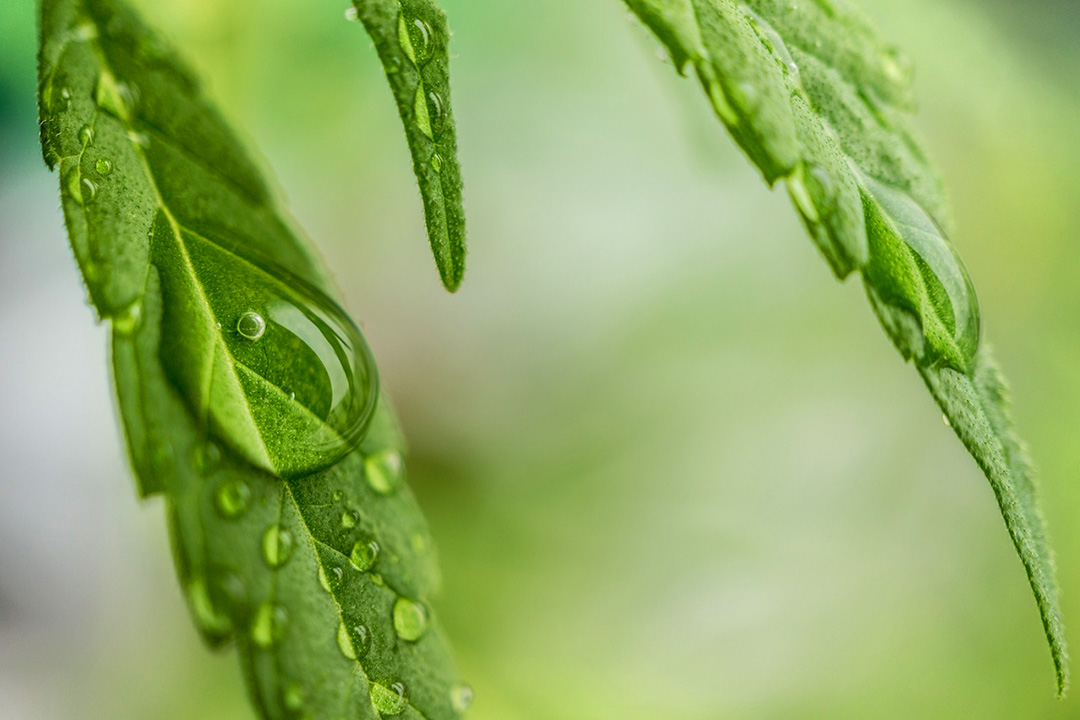 Cannabis leaf water drop CBD oil